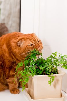 A scottish fold cat sitting on a windowsill and eating of houseplants
