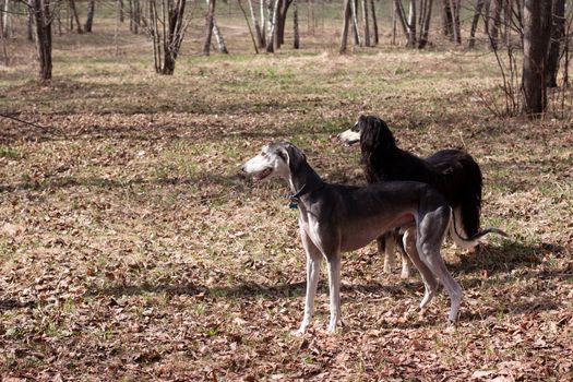 Two oriental hounds in the spring forest
