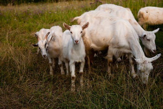 Several white goats on green field
