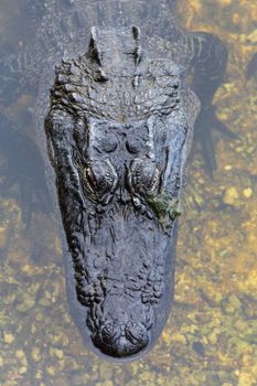 Close shot of alligator  in swamps of Everglades national park in Florida