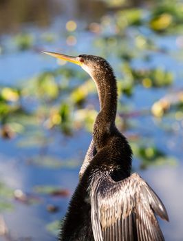 Backlit anhinga bird sitting on sign in Florida Everglades and stretching its wings to dry