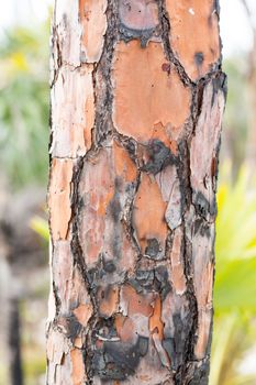 Macro close up of burnt burned bark on tree trunk of pine