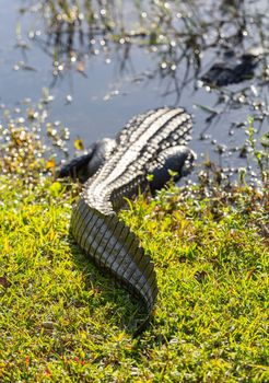 Close shot of alligator  in swamps of Everglades national park in Florida