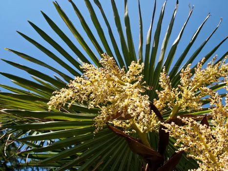 details of flowered palm tree