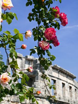 nice roses and old amphitheater on sunny day