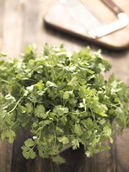 close up of fresh coriander leaves