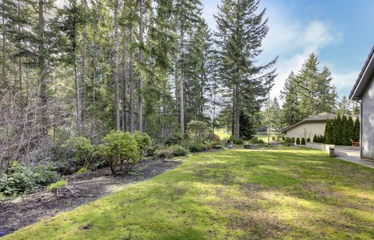 Backyard with pine trees and side of the house.