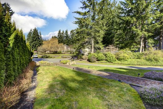 Front yard with pine trees and driveway with moss and spring landscape.