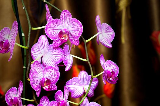 Close up picture of a orchid on a brown background