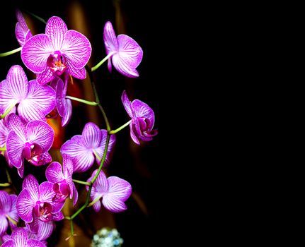 Close up picture of a orchid on a brown background