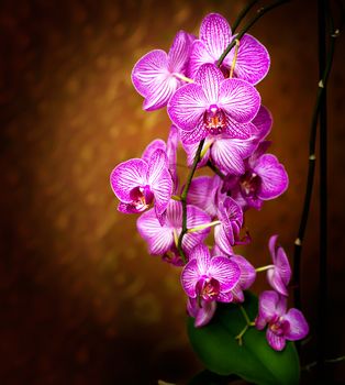 Close up picture of a orchid on a brown background