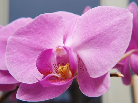 Phalaenopsis orchid, with yellow tongue, closeup, one flower