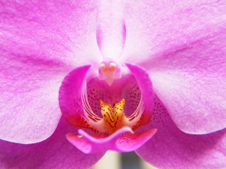 Phalaenopsis orchid, with yellow tongue, closeup, one flower