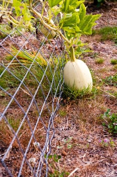 Spaghetti squash in a vegetable garden