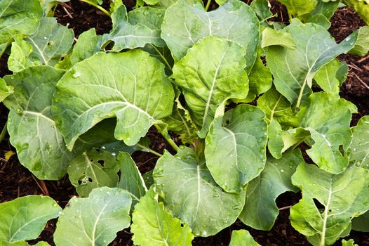 Plant leaves in a vegetable garden