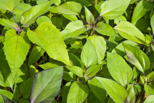 Plant leaves in a vegetable garden
