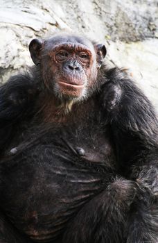 Chimpanzee