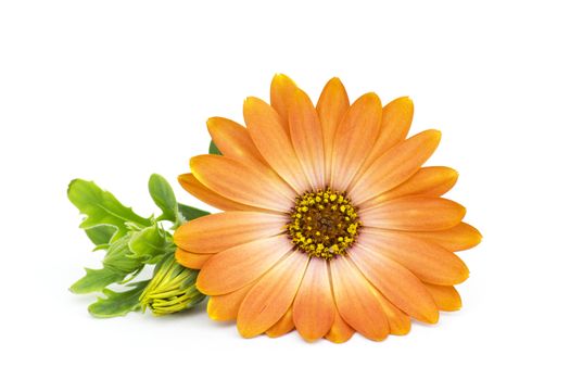 calendula flower isolated on white