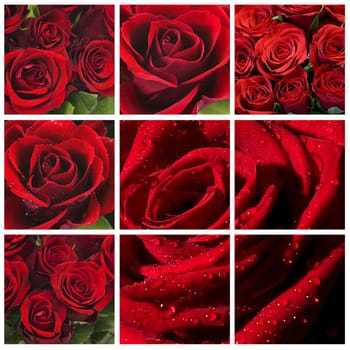 red roses - collage
