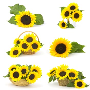 Beautiful sunflowers (Helianthus) - collage