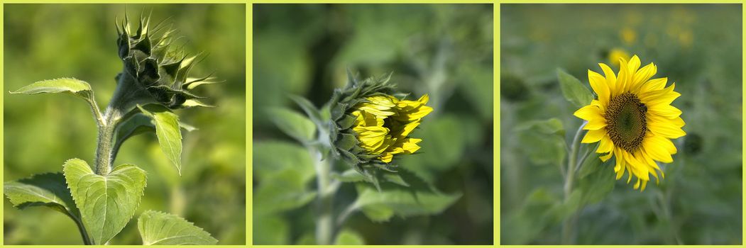 Collage of growing sunflower 