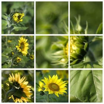 sunflowers (Helianthus) - collage