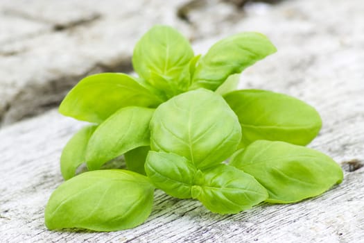 Fresh basil on old wooden background