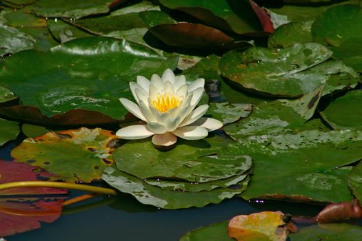 White Lilly on green leaves in a pool
