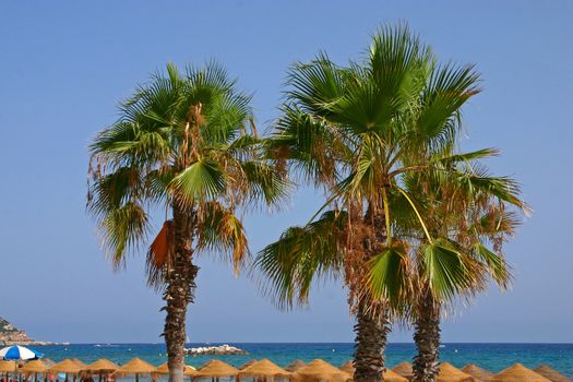 Three Palm Trees at the Spanish Coast