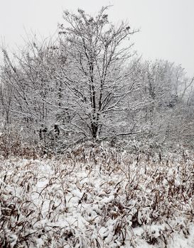 Winter snowscape with a tree and many plants