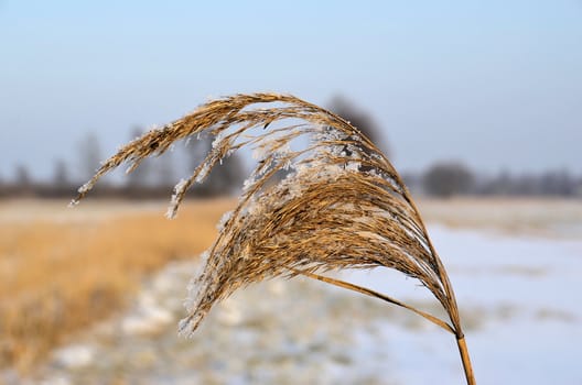 The photo show a frosted reed in the winter blurred background.