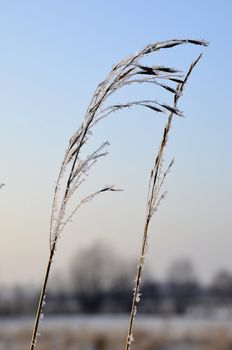 The photo show a frosted reed in the winter blurred background.