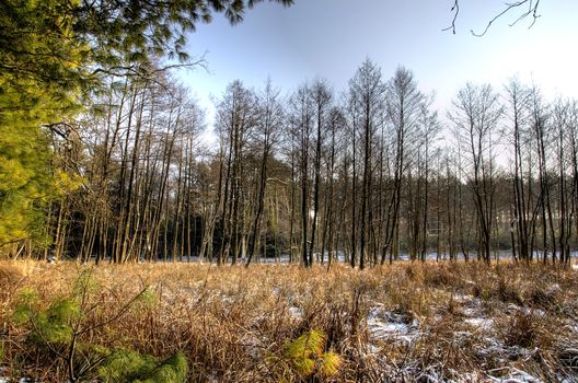 The photo shows the alder swamp forest in winter.