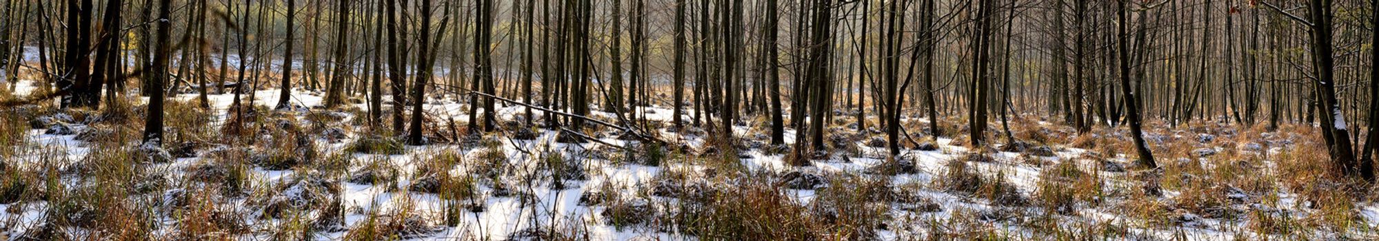 The photo shows the alder swamp forest in winter, panorama.
