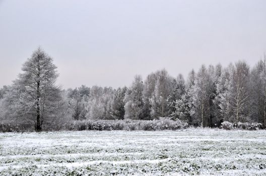 Photo shows winter landscape with trees covered with hoarfrost.