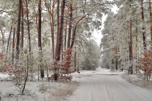 Photo shows winter landscape with forest road and trees covered with rime.