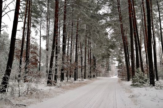 Photo shows winter landscape with forest road and trees covered with rime.