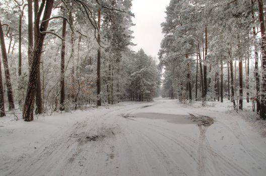 Photo shows winter landscape with forest road and trees covered with rime.