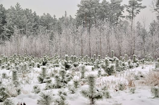 The photo shows a forest in winter, on a cold day, covered in snow and rime, under a cloudy sky. You can see young pine and birch trees.