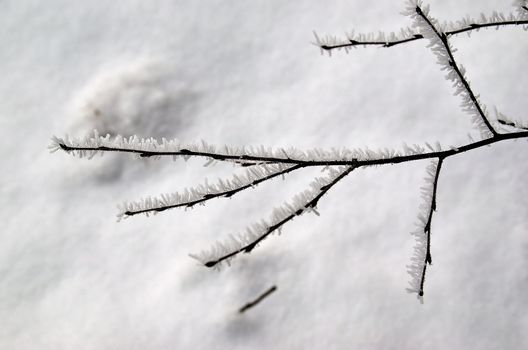 In the picture you can see alder twig covered with hoarfrost on a blurred background.