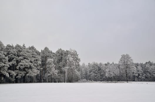 The photo shows a forest in winter, on a cold day, covered in snow and rime, under a cloudy sky. You can see pine trees, alder and birch.
