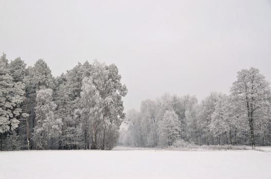 The photo shows a forest in winter, on a cold day, covered in snow and rime, under a cloudy sky. You can see pine trees, alder and birch.