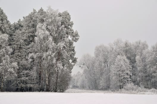 The photo shows a forest in winter, on a cold day, covered in snow and rime, under a cloudy sky. You can see pine trees, alder and birch.