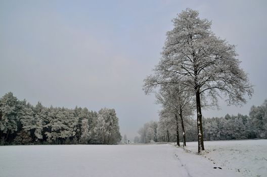 The photo shows a forest in winter, on a cold day, covered in snow and rime, under a cloudy sky. You can see pine trees, alder and birch.