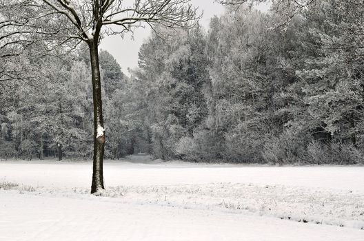 The photo shows a forest in winter, on a cold day, covered in snow and rime, under a cloudy sky. You can see pine trees, alder and birch.