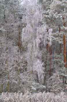 The photo shows a forest in winter, on a cold day, covered in snow and rime, under a cloudy sky. You can see pine trees, alder and birch.