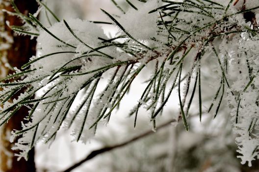 In the picture you can see pine branch covered with hoarfrost on a blurred background forest.