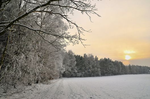 The photo shows a forest in winter, on a cold day, covered in snow and rime, under a cloudy sky. You can see pine trees, alder and birch.