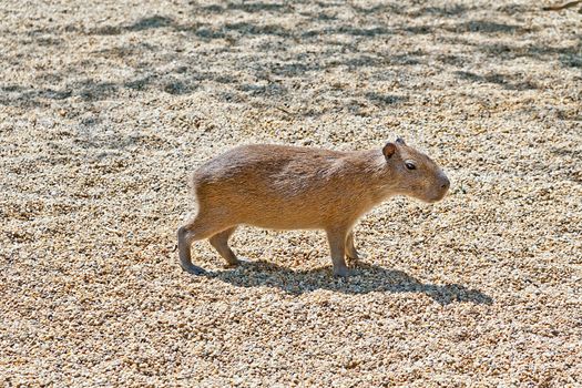A lonely capibara standing in the sun