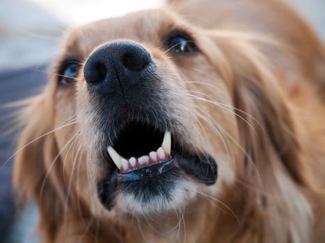 angry golden retriever barking on someone